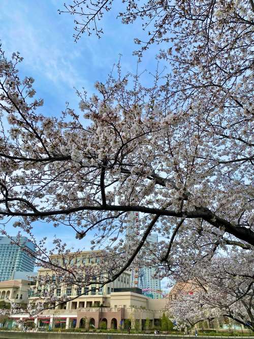 桜木町の桜並木